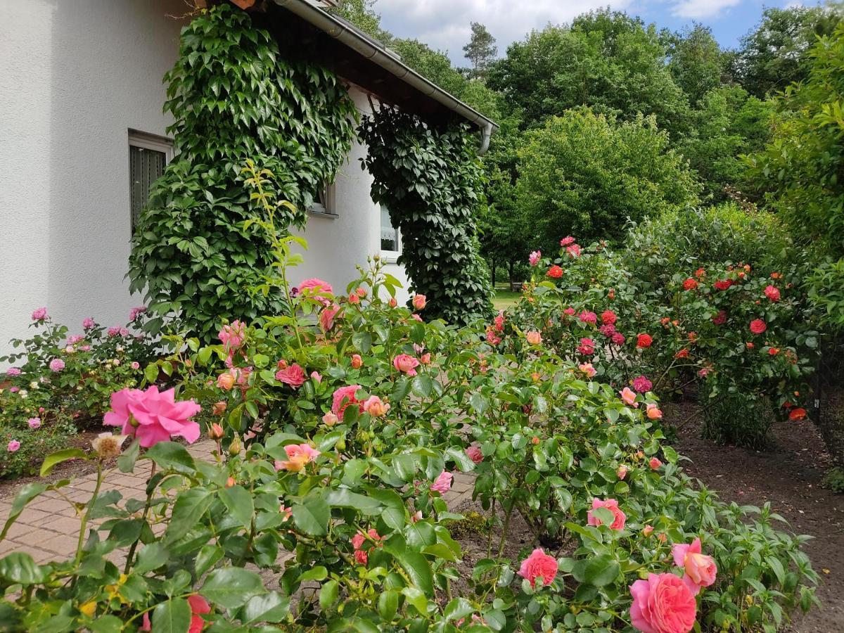 Grosszuegige Ferienwohnung Am Waldesrand Im Seenland Lauta Kültér fotó